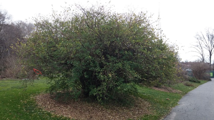 Lonicera fragrantissima plantplacesimage20141220_121156.jpg