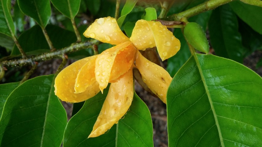 Magnolia champaca plantplacesimage20141229_075721.jpg
