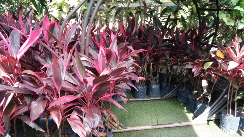 Cordyline fruiticosa plantplacesimage20150105_124814.jpg