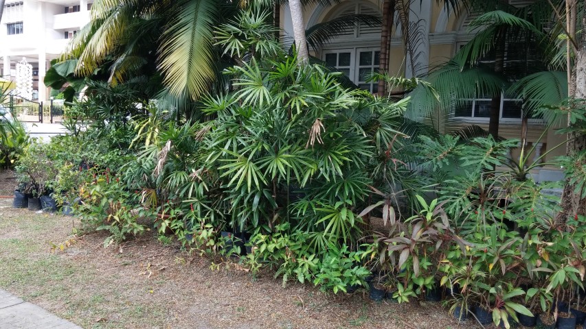Rhapis excelsa plantplacesimage20150105_163501.jpg