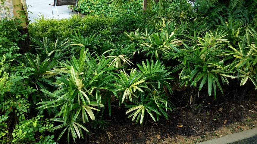 Rhapis excelsa plantplacesimage20150108_145814.jpg