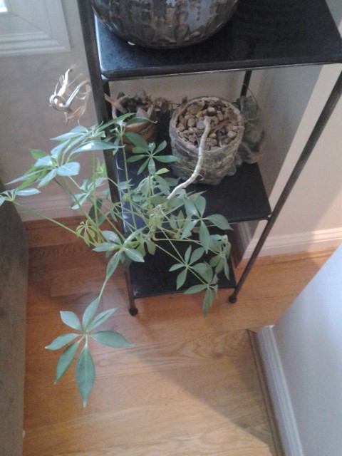 Picture of Agapanthus 'Bressingham Blue' Bressingham Blue Africa Lily