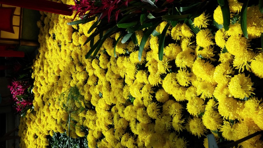 Glebionis coronarium plantplacesimage20150213_103016.jpg