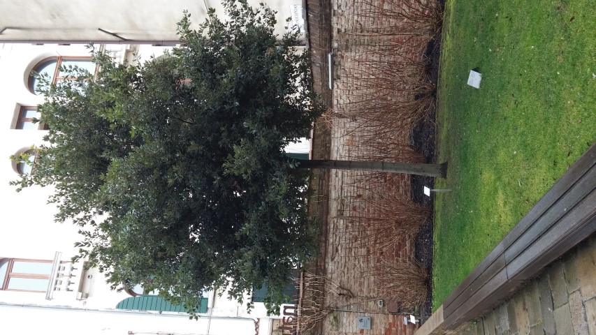 Quercus Ilex plantplacesimage20150222_145747.jpg