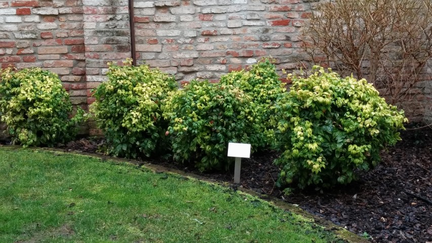 Nandina domestica plantplacesimage20150222_151535.jpg