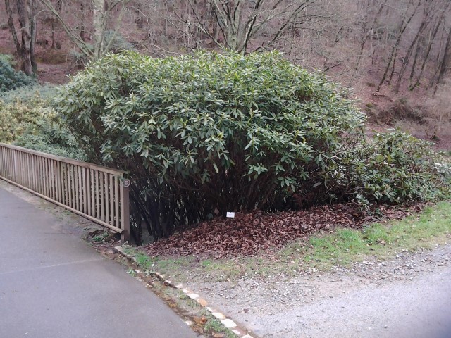 Picture of Rhododendron x loderi  