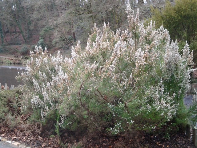 Picture of Erica lusitaica Rudolphi 