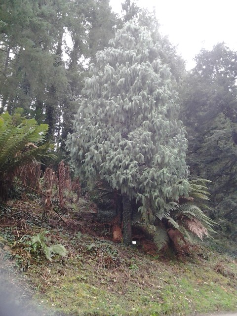 Picture of Cupressus cashmeriana  