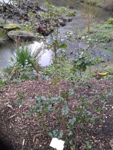 Picture of Prunus licifolia  