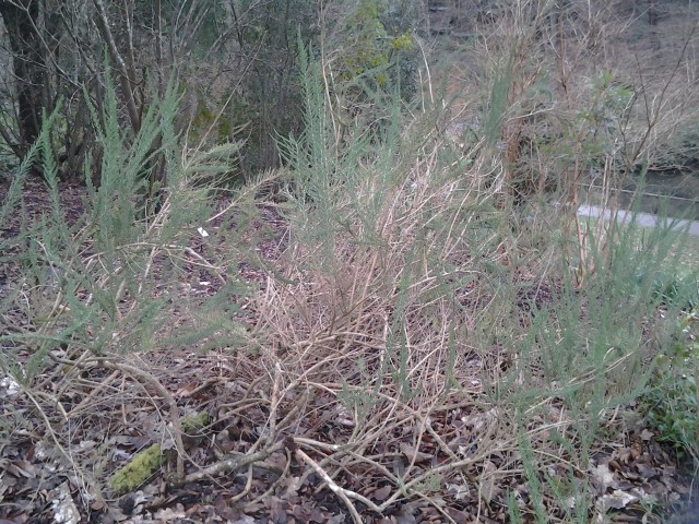 Picture of Arum italicum 'Pictum' Italian Arum