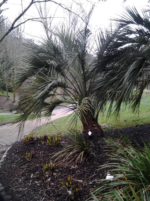 Picture of Arum italicum 'Pictum' Italian Arum