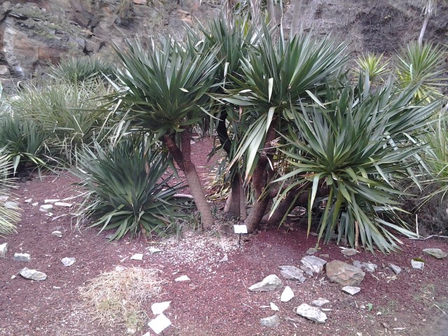 Picture of Yucca desmetiana  