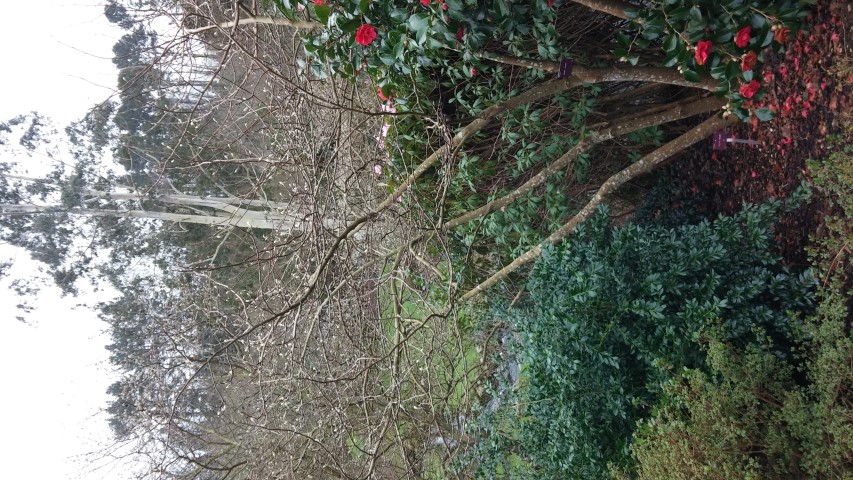 Magnolia x 'Butterflies' plantplacesimage20150301_115250.jpg