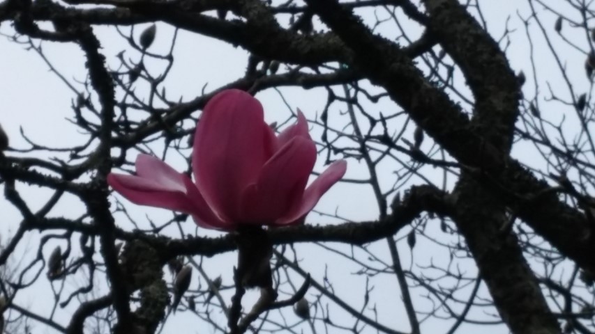 Magnolia campbelii plantplacesimage20150301_115553.jpg