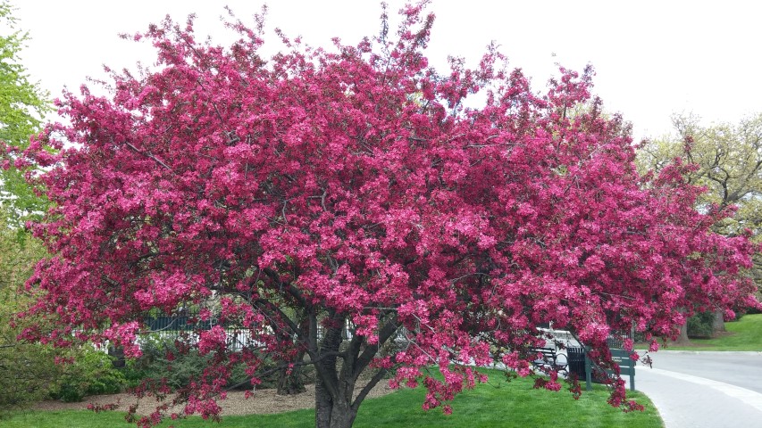Malus sp. plantplacesimage20150501_145957.jpg