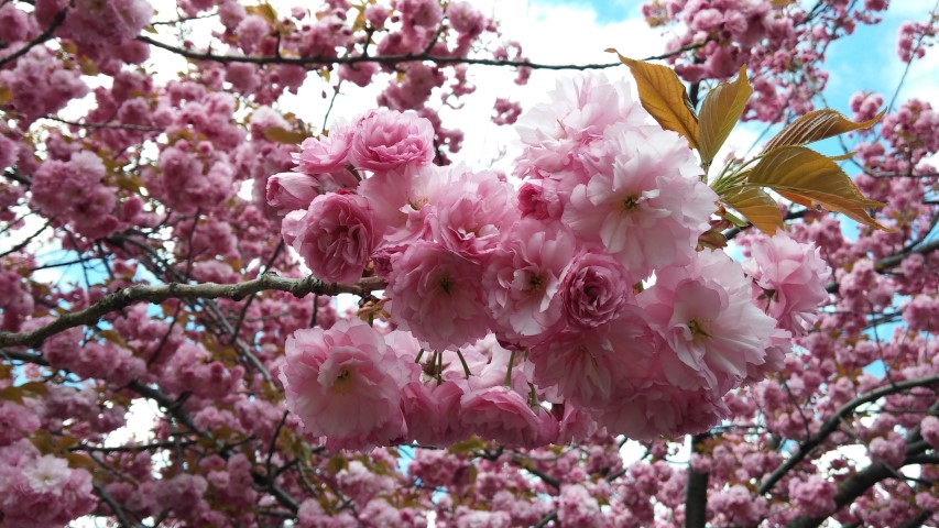 Prunus sp. plantplacesimage20150501_150211.jpg