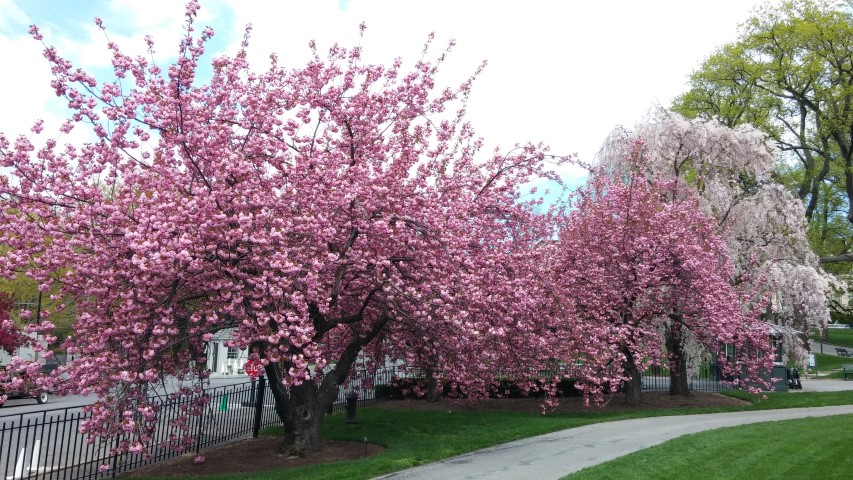 Prunus sp. plantplacesimage20150501_150243.jpg