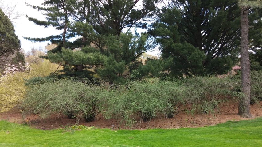 Cotoneaster dielsianus plantplacesimage20150501_152008.jpg