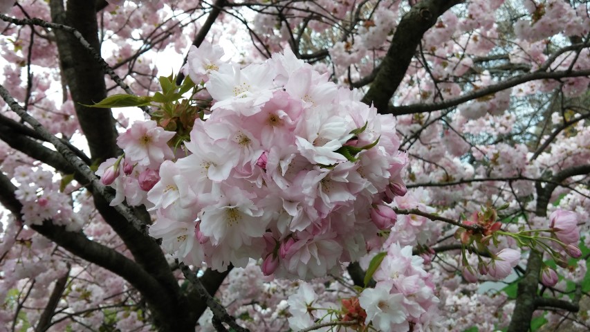 Prunus sp. plantplacesimage20150501_152353.jpg