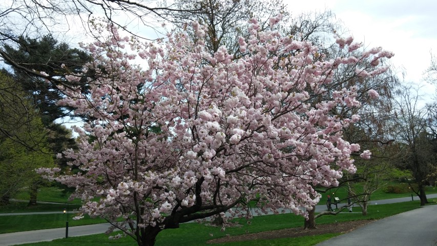 Prunus sp. plantplacesimage20150501_152416.jpg