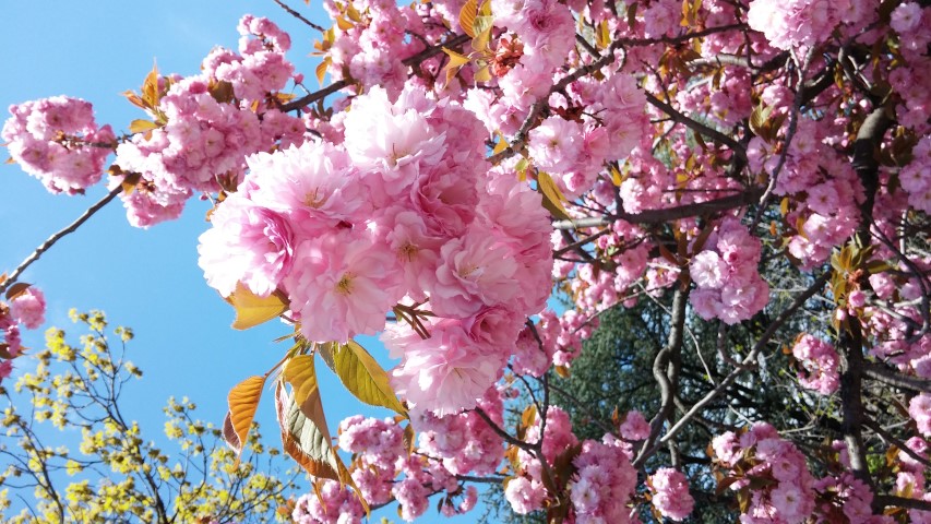 prunus serrulata plantplacesimage20150502_135351.jpg