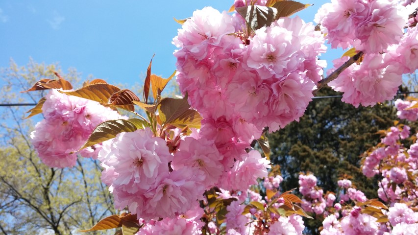Prunus sp. plantplacesimage20150502_135542.jpg