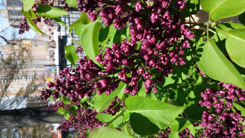 Syringa vulgaris plantplacesimage20150502_140605.jpg