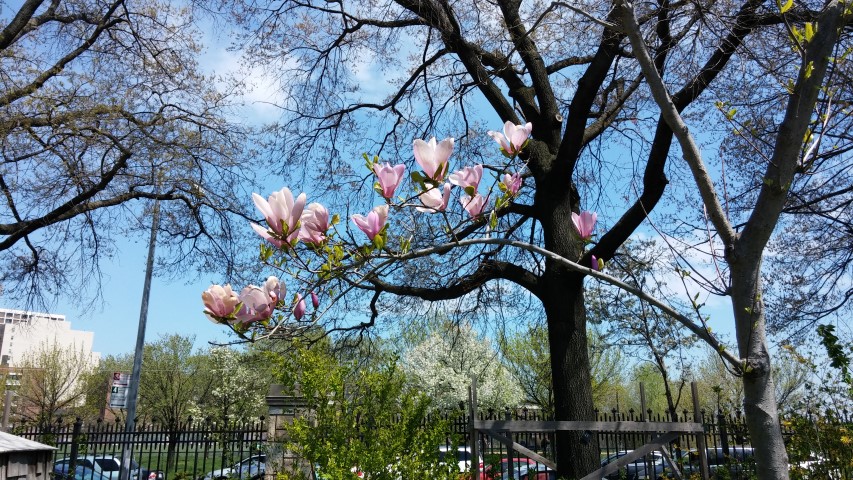Magnolia x liliiflora plantplacesimage20150502_141006.jpg
