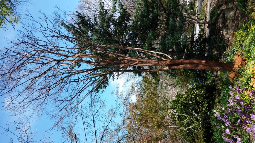 Acer griseum plantplacesimage20150502_143709.jpg