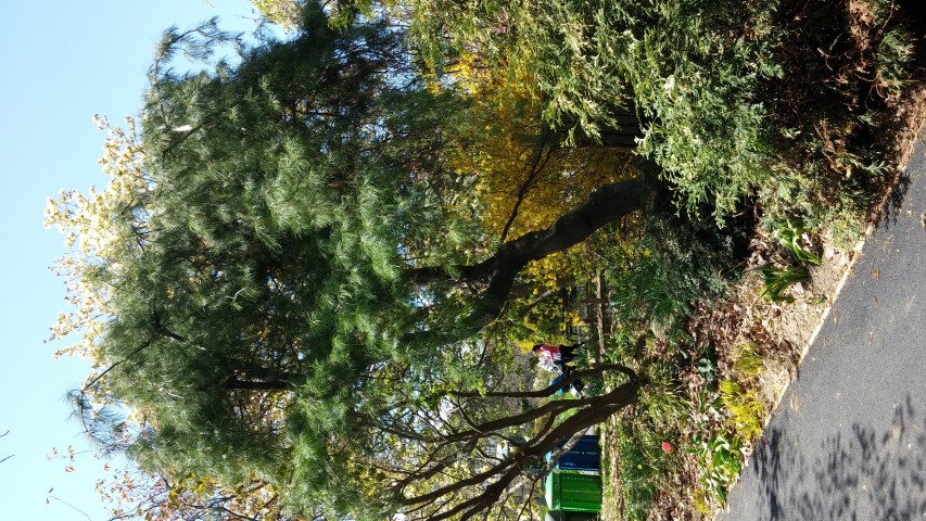 Pinus strobus plantplacesimage20150502_143853.jpg