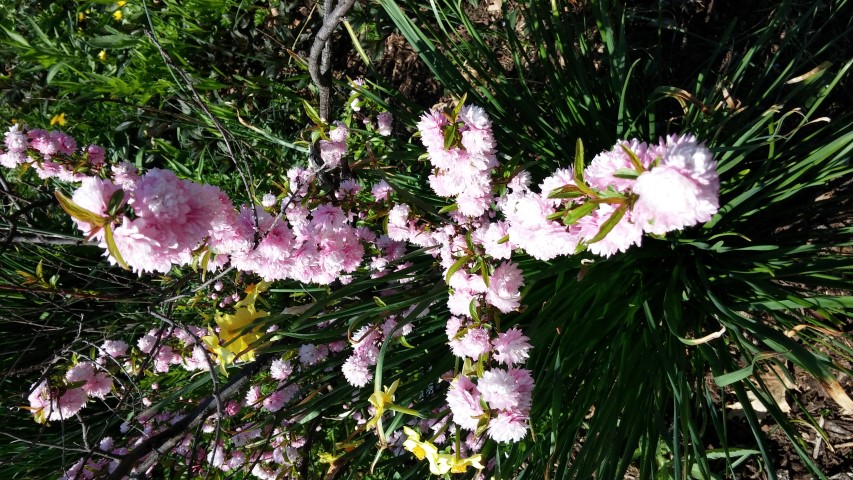 Prunus glandulosa plantplacesimage20150502_144915.jpg