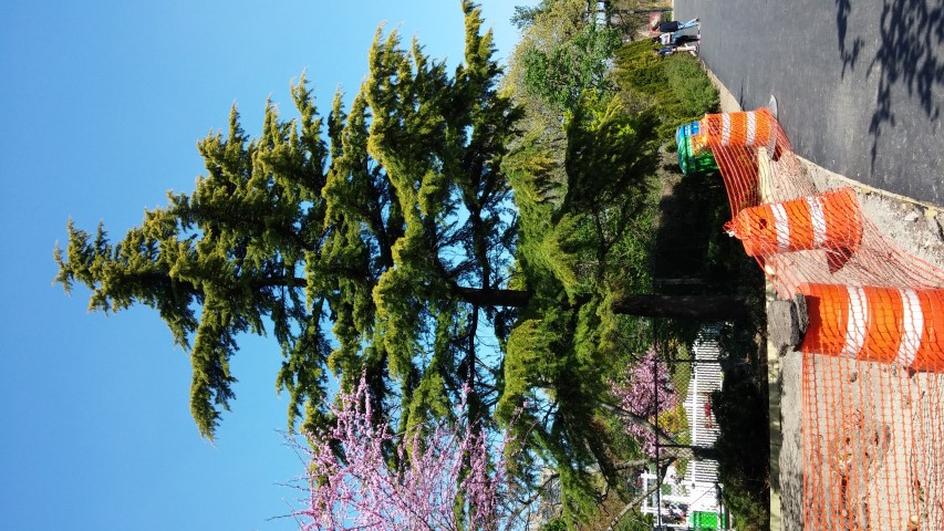 Cedrus deodara plantplacesimage20150502_151203.jpg