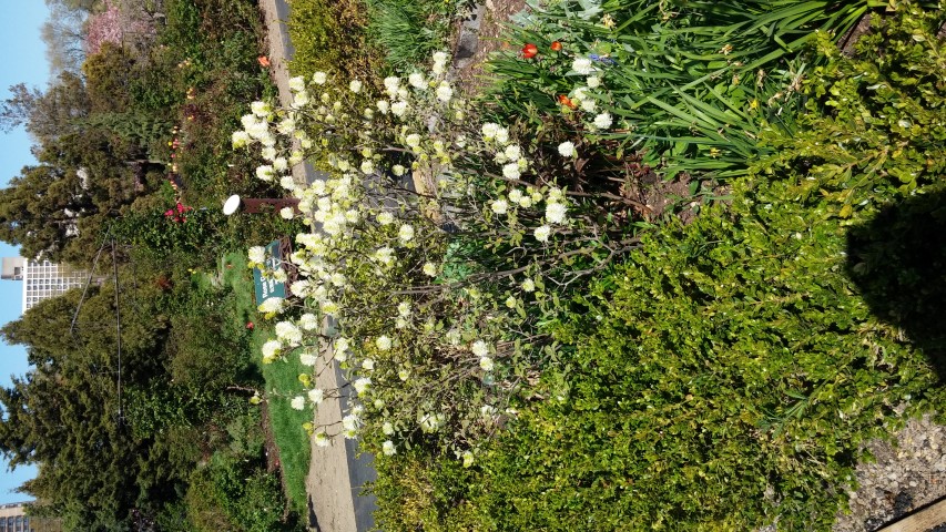Fothergilla gardenii plantplacesimage20150502_153621.jpg