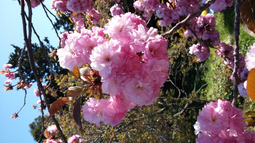 Prunus sp. plantplacesimage20150502_155329.jpg