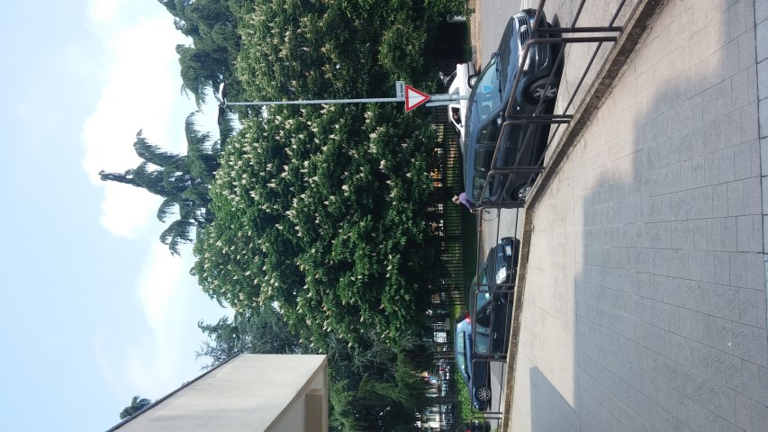 Aesculus hippocastanum plantplacesimage20150507_124004.jpg