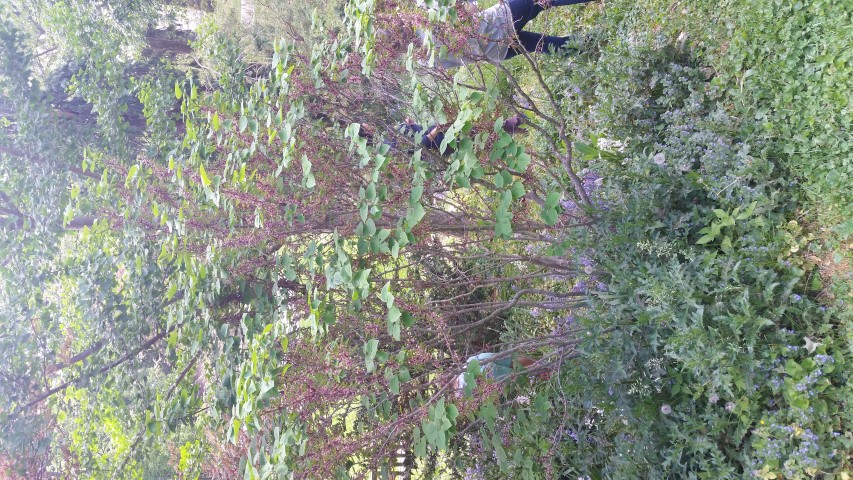 Cercis chinensis plantplacesimage20150509_110321.jpg