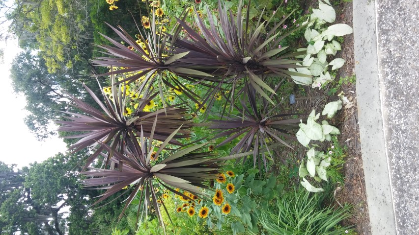 Picture of Cordyline australis Purpurea Purple Cordyline