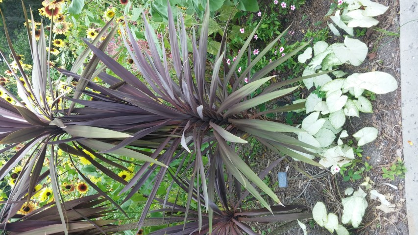 Picture of Cordyline australis Purpurea Purple Cordyline