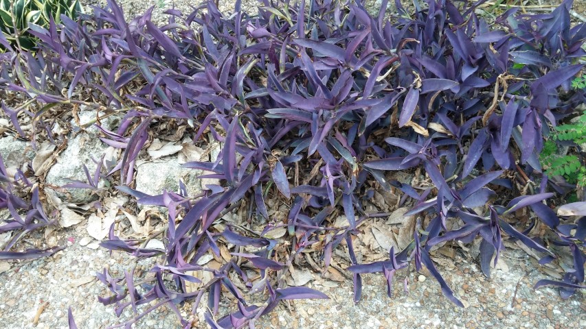 Tradescantia pallida plantplacesimage20150531_161914.jpg