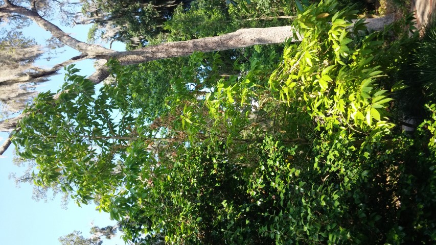 Magnolia x alba plantplacesimage20150531_163947.jpg