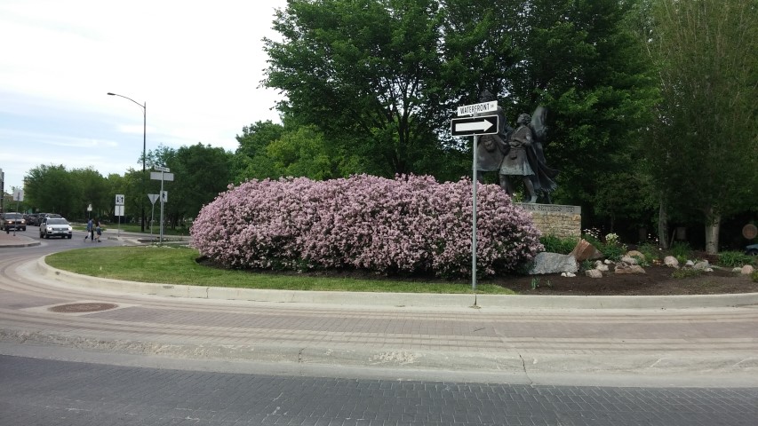 Syringa vulgaris plantplacesimage20150604_185448.jpg