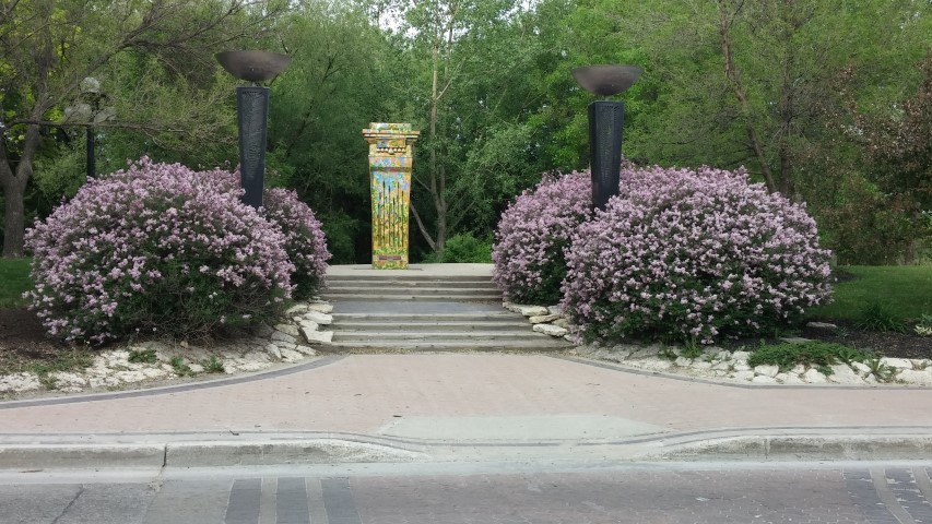 Syringa vulgaris plantplacesimage20150604_185720.jpg