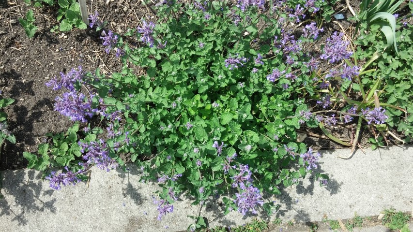 Nepeta x faassenii plantplacesimage20150605_115149.jpg