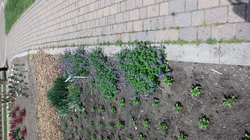 Nepeta x faassenii plantplacesimage20150605_115206.jpg