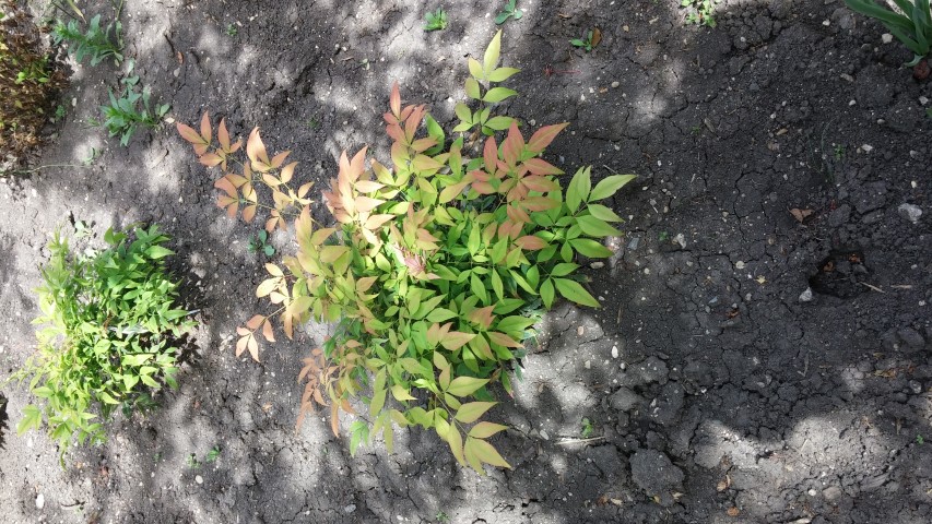 Nandina domestica plantplacesimage20150605_122821.jpg