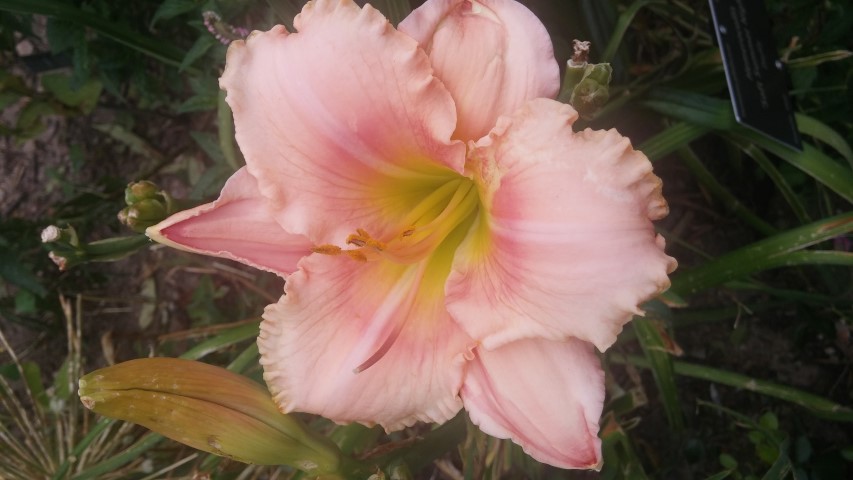 Hemerocallis  plantplacesimage20150628_152337.jpg