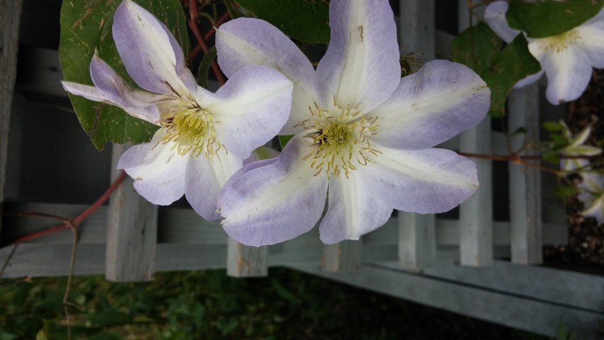 Clematis spp plantplacesimage20150628_165758.jpg