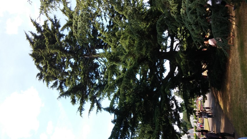 Cedrus deodara plantplacesimage20150704_143213.jpg