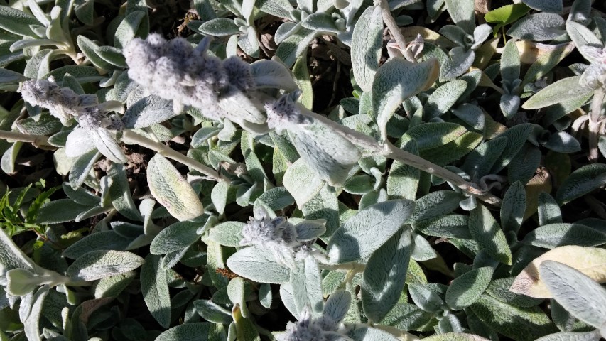 Stachys byzantina plantplacesimage20150704_150845.jpg