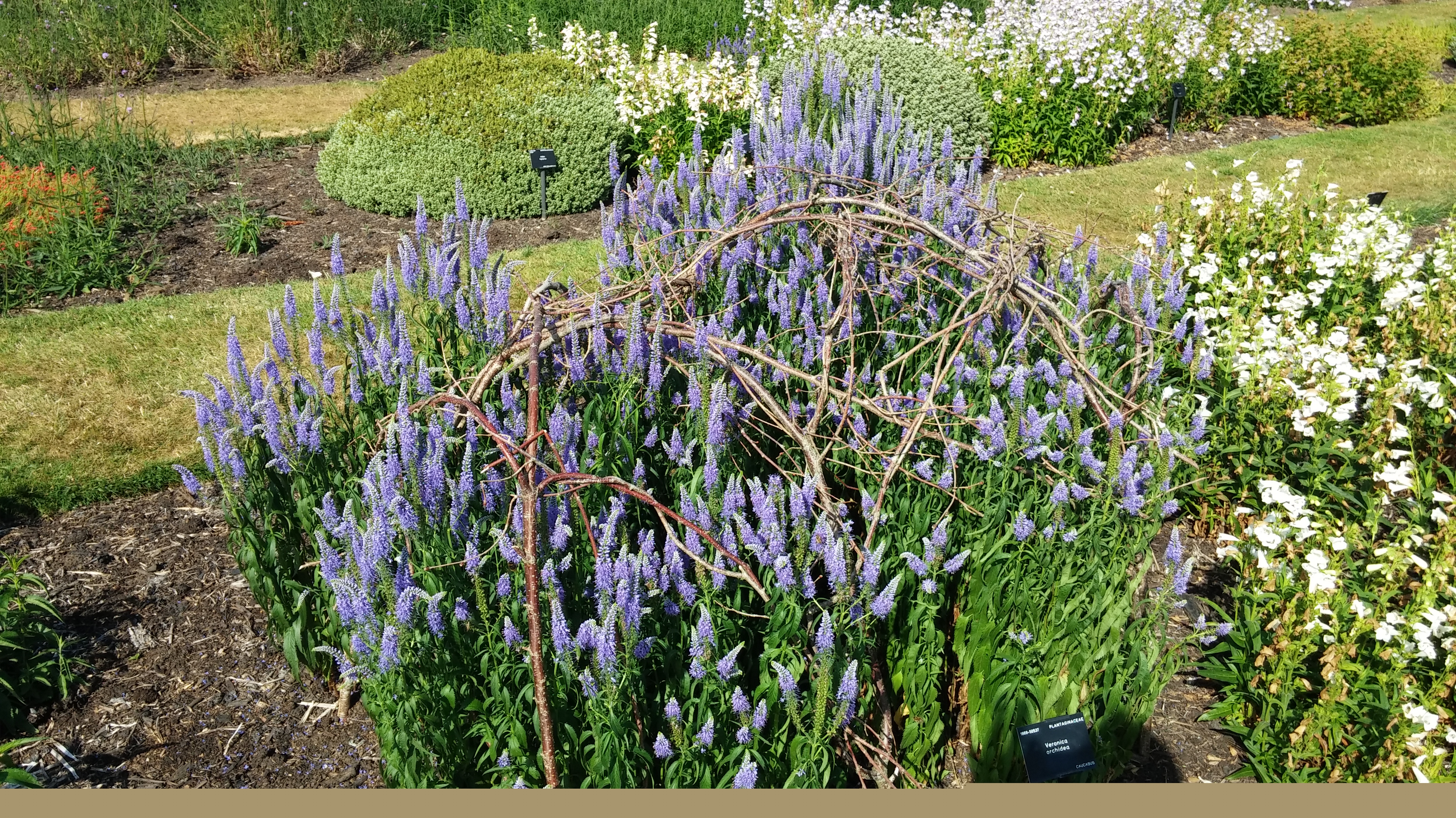 Veronica orchidea plantplacesimage20150704_164331.jpg